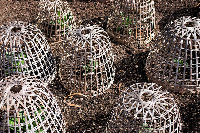 Vegetable garden with protective baskets around plants