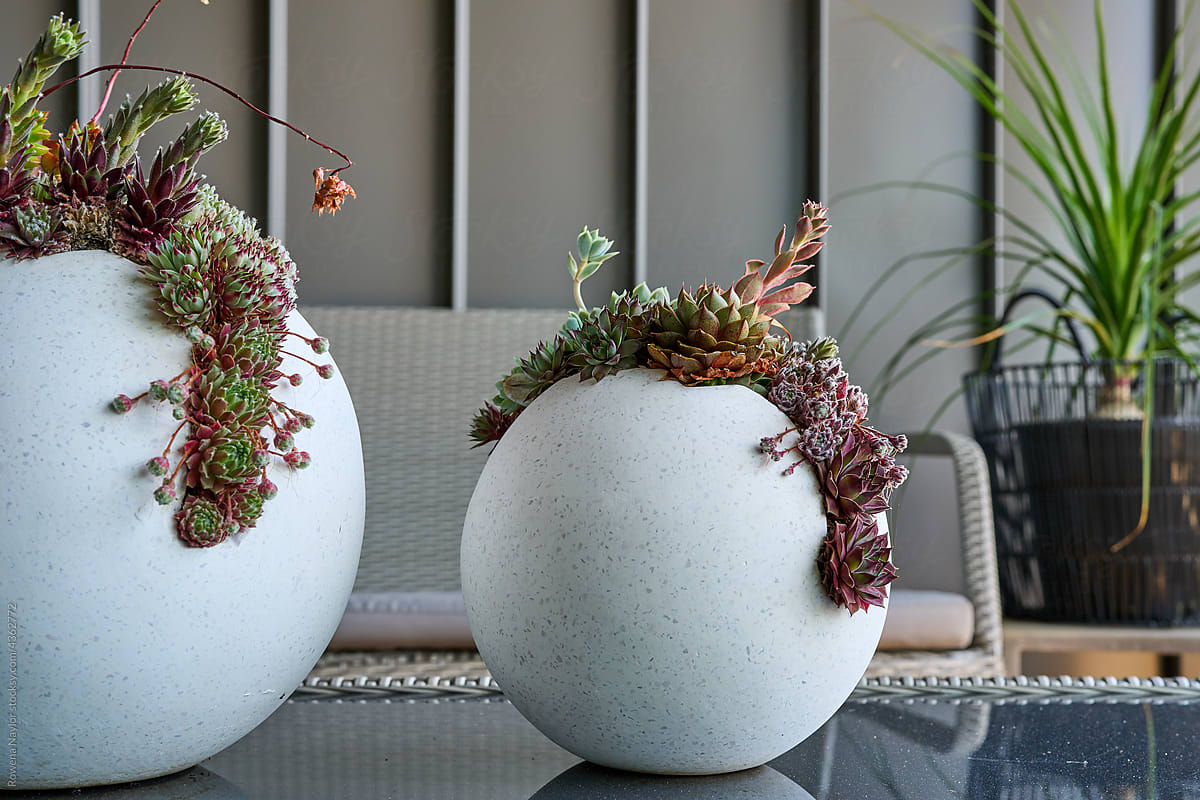 Patio pots with succulent plants