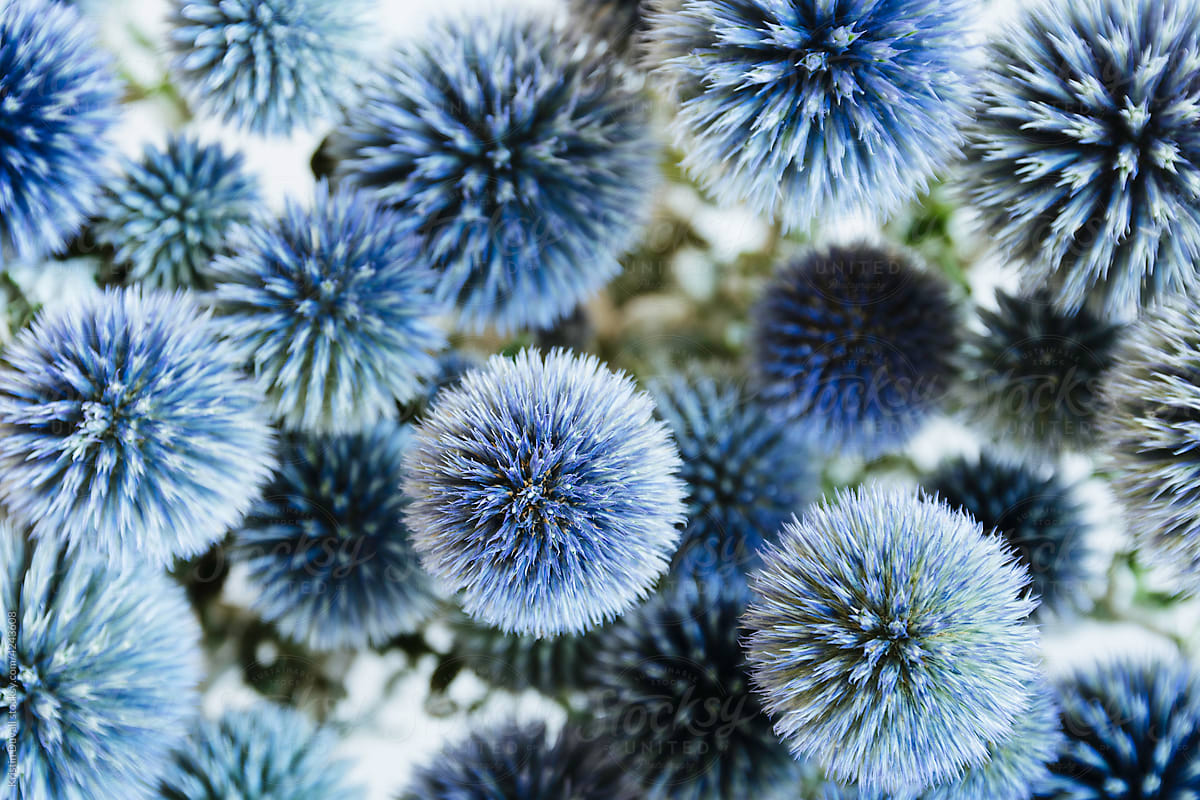 Blue Echinops flowers closeup