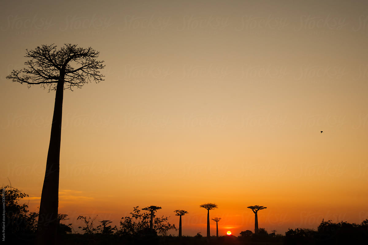 African Trees in the Day\'s Final Light