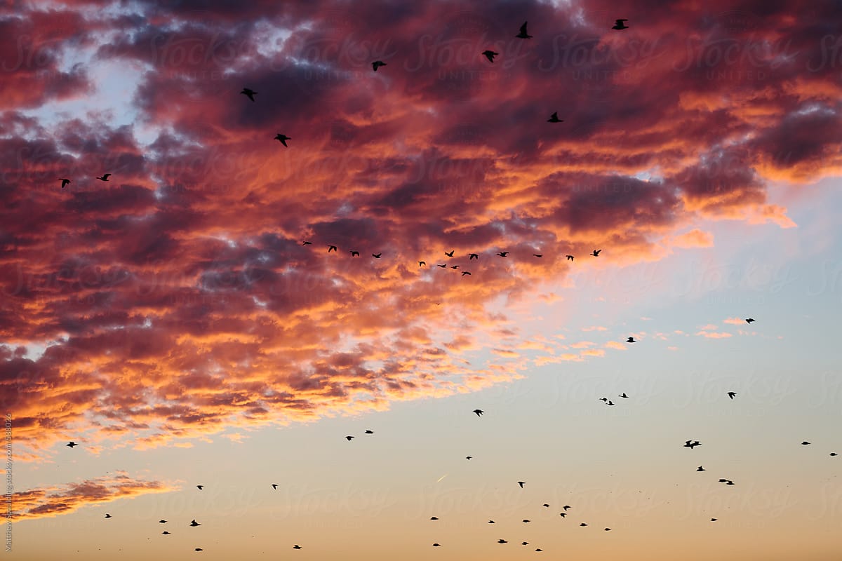 Birds flying in formation during migration under sunset clouds