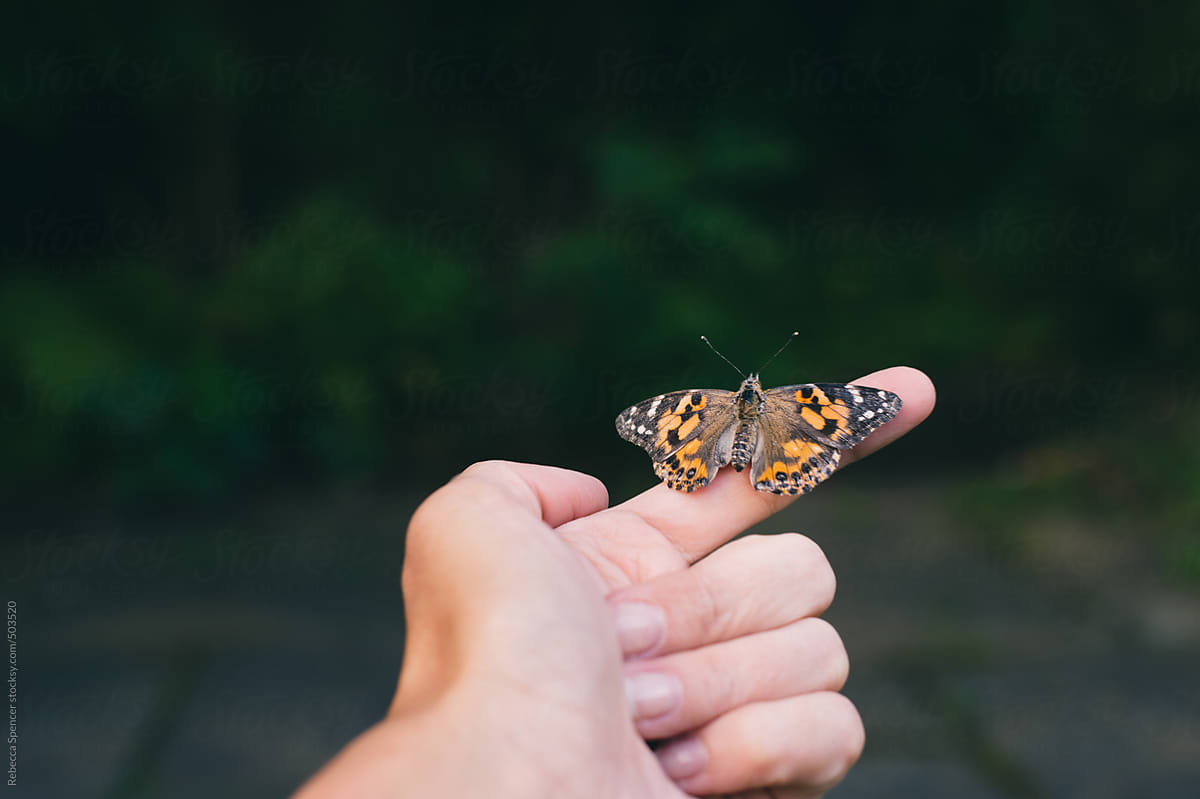Painted lady butterfly on finger