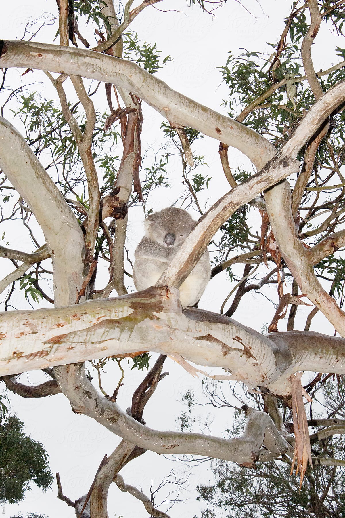 Koala Sleeping in the Rain