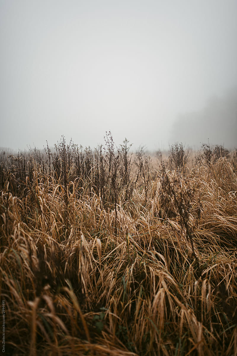 Gray mist over dry field