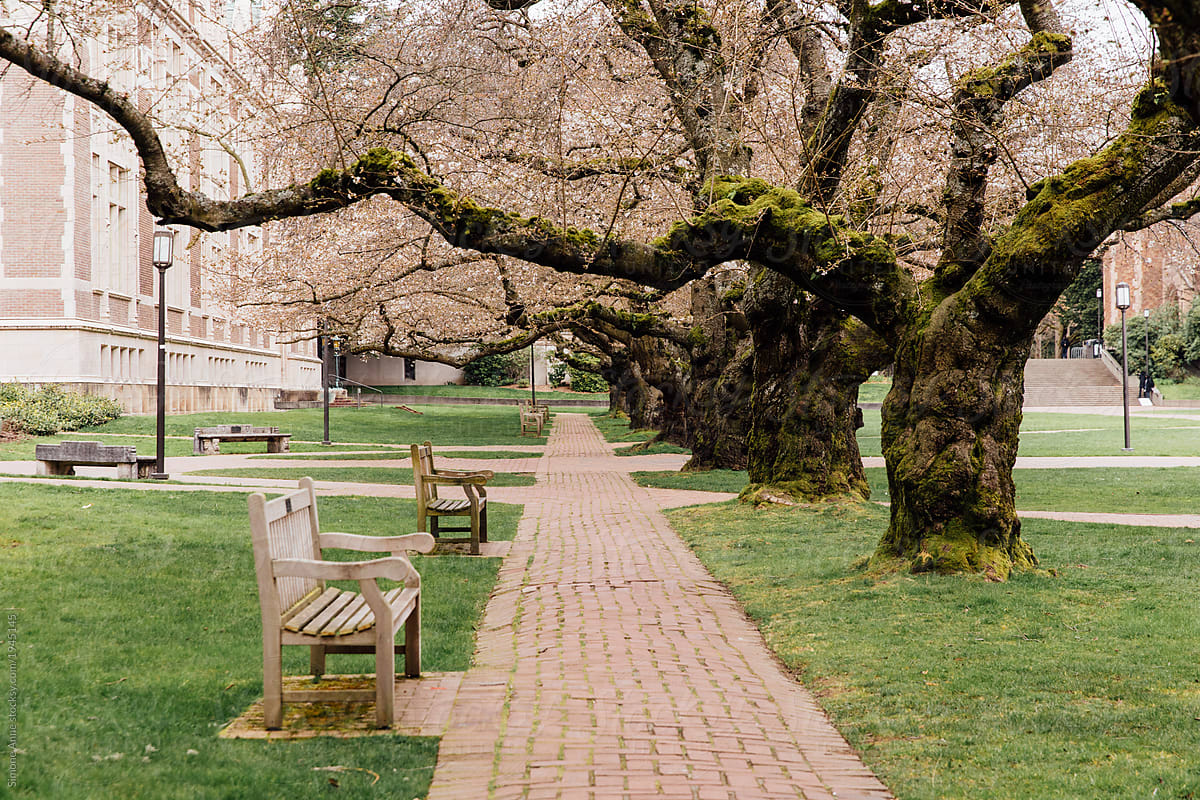Spring cherry blossoms on the University of Washington campus in Seattle, Washington