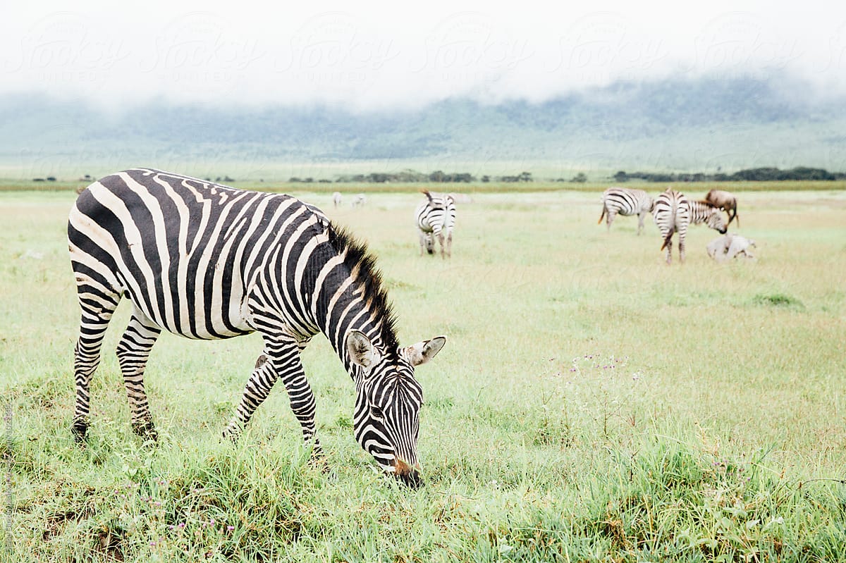 Zebra Eating Grass