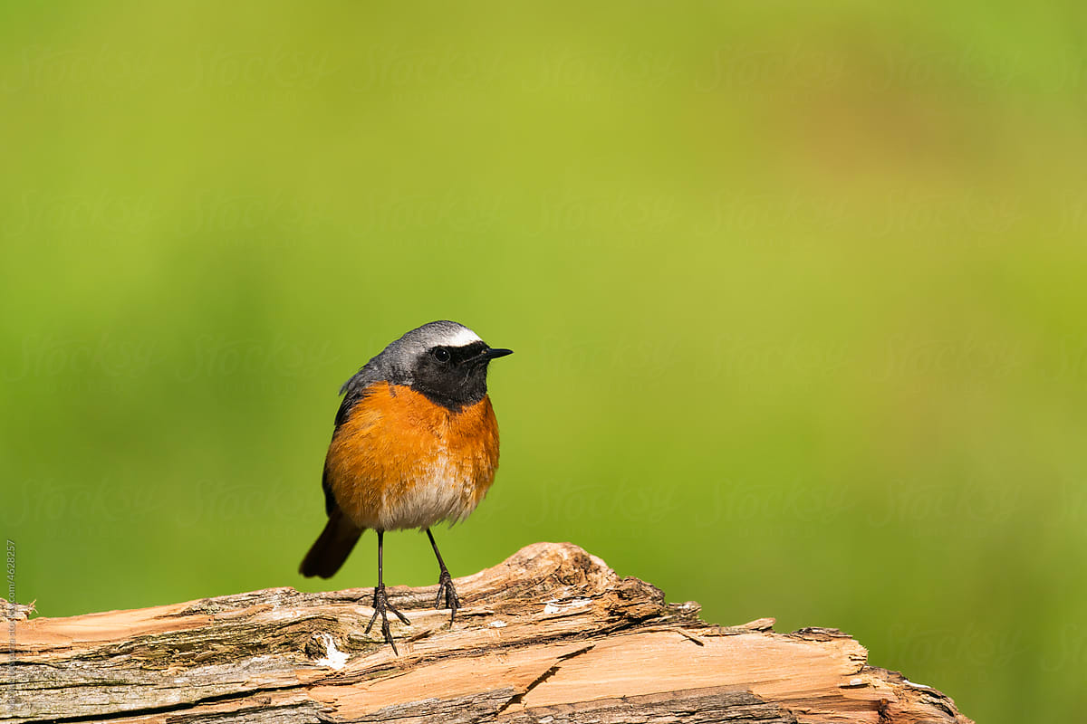 Beautiful Redstart Perched On A Tree Trunk