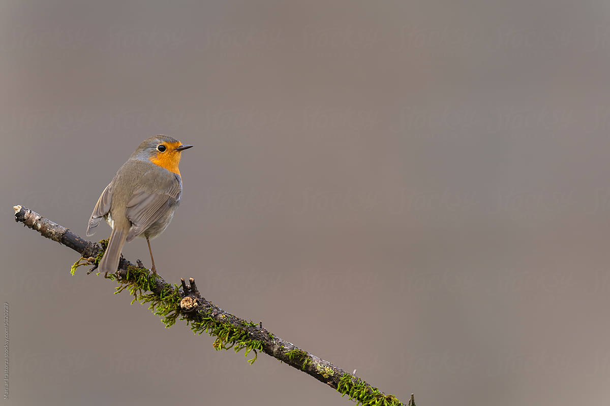 Portrait Of A Robin Perched On A Mossy Branch