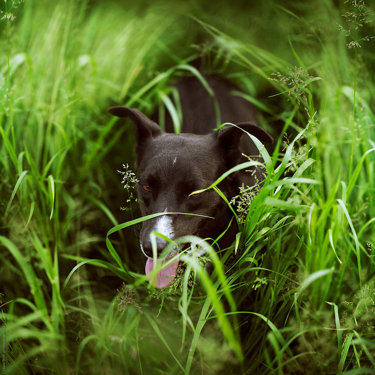 Dog out for a walk takes a rest in green grass field