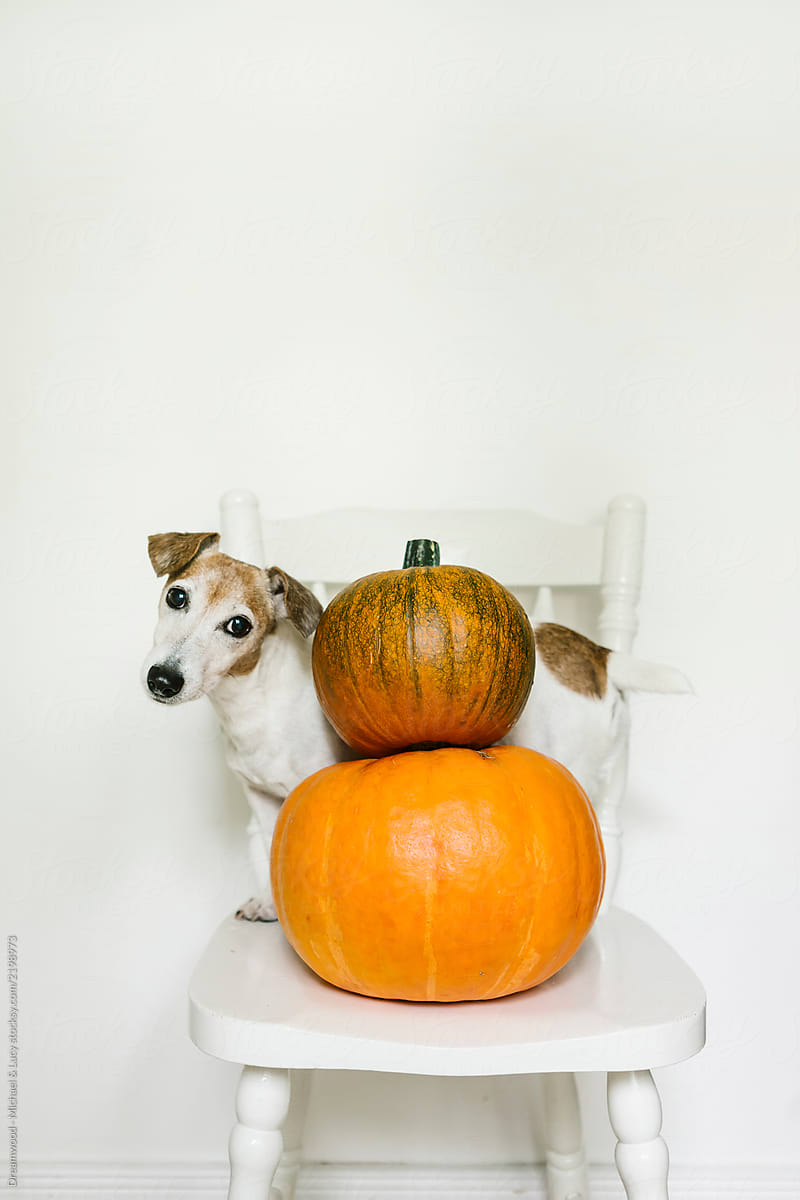 Wonderful little Jack Russell terrier with pumpkins