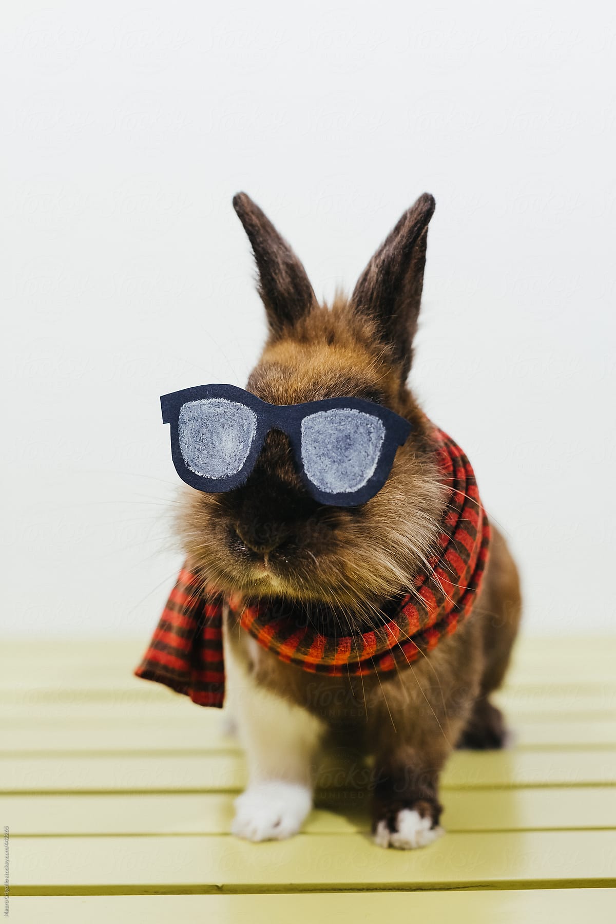 Beautiful and stylish hipster rabbit