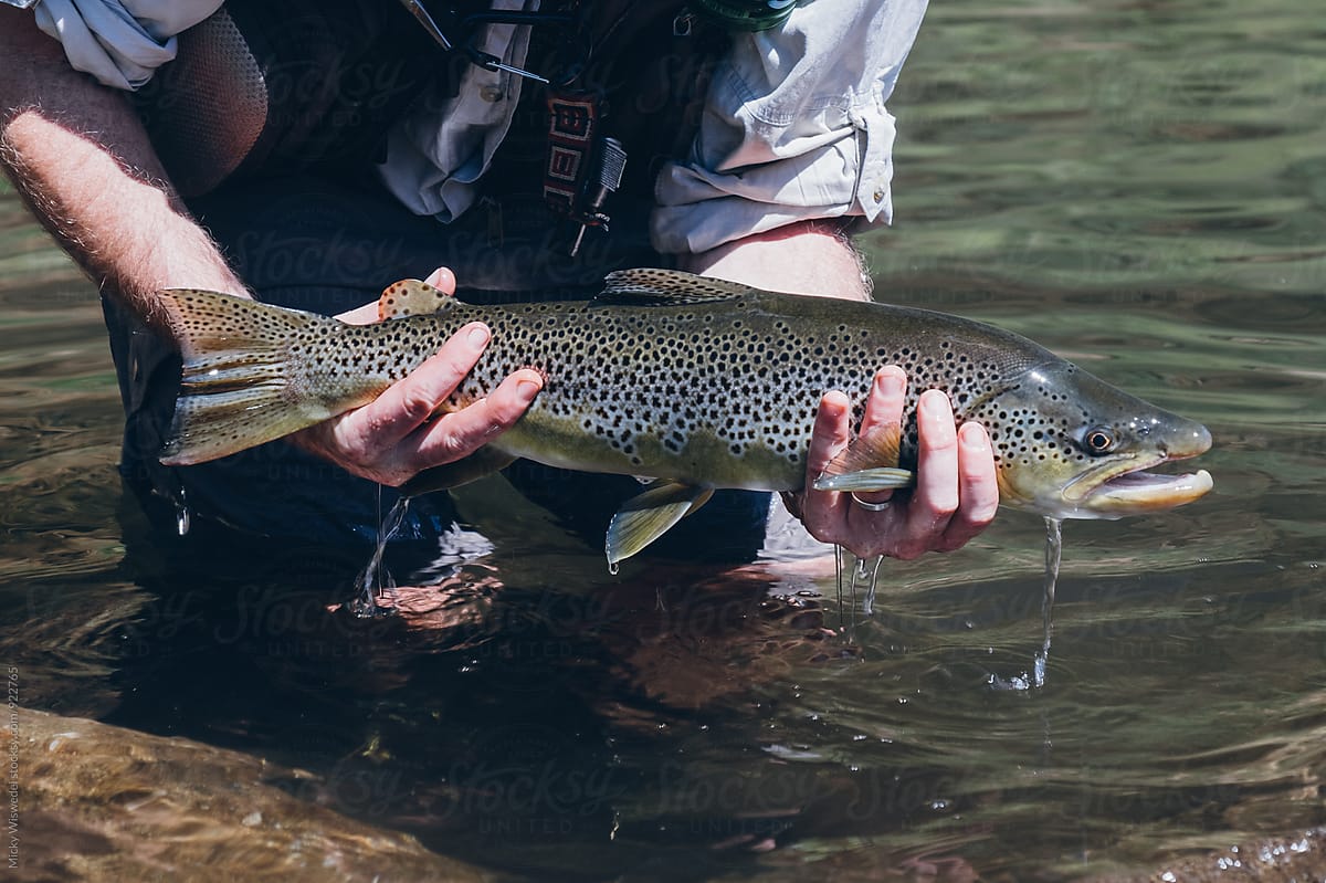 fly fisherman holding a brown trout caught in a mountain stream on fly