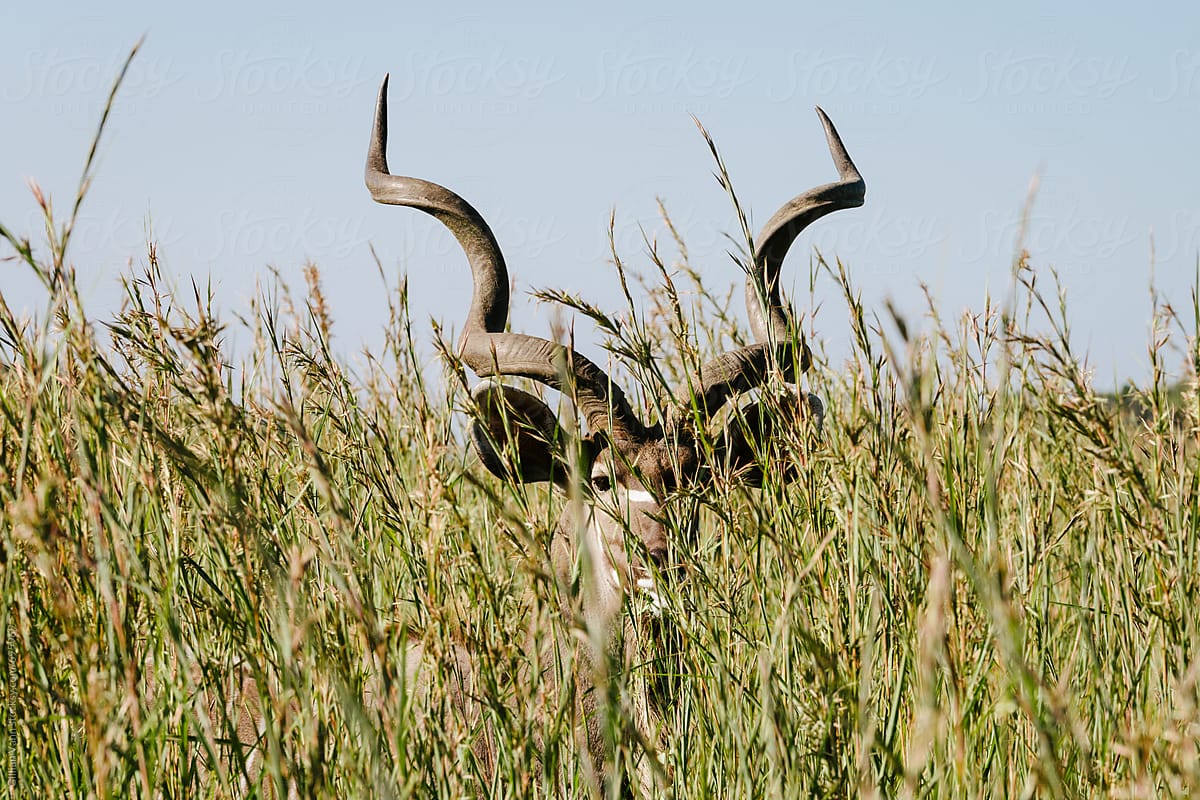 on safari, kudu hiding in the long grass