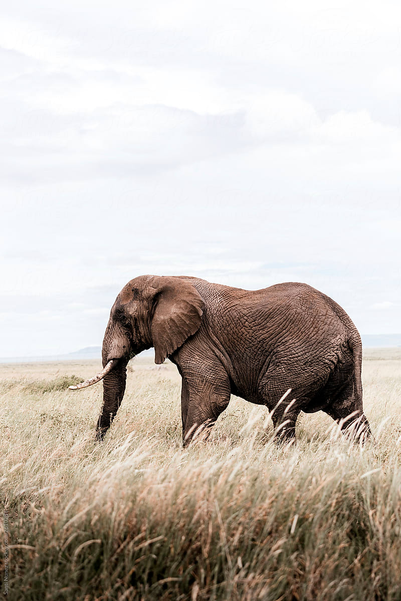 Juvenile African elephant walks among the green grass.