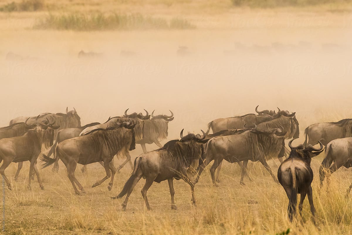 Wildebeest running in cloud of dust