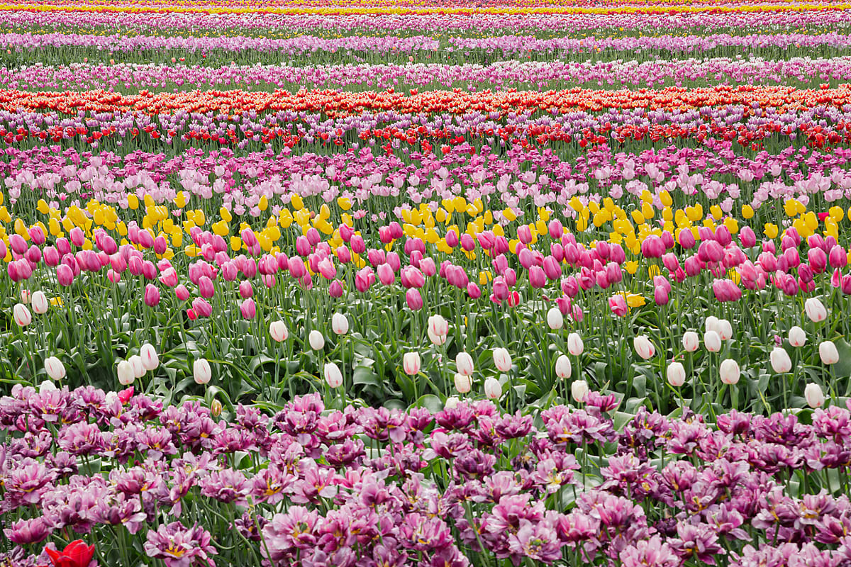 Field of tulips of pastel colors
