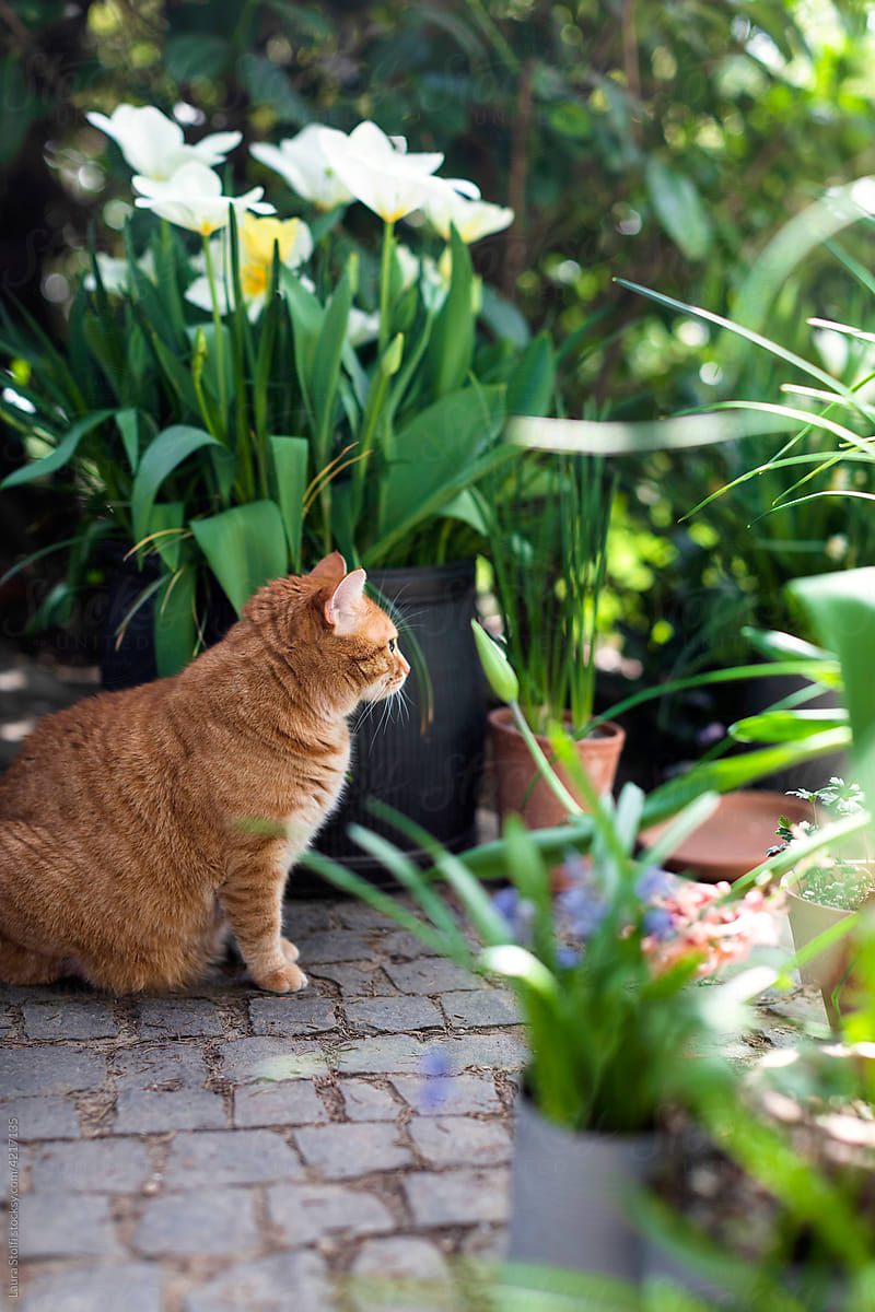 Cat sitting in garden close to flowers