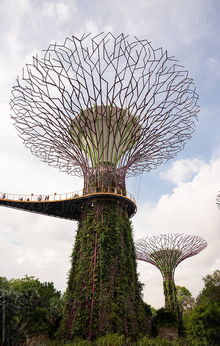 View Of Singapore Supertrees At Daytime