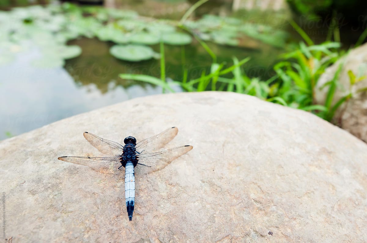 Dragonfly resting on rock nearby river