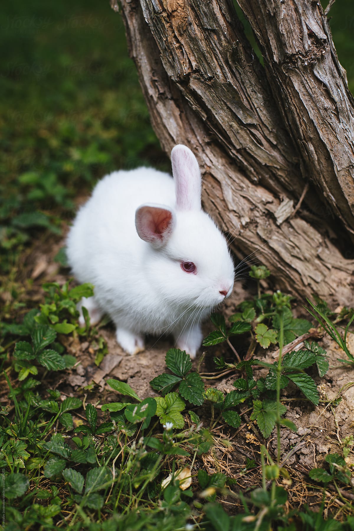 White Baby Rabbit On The Grass