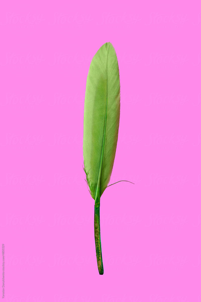 Green feather on pink background.