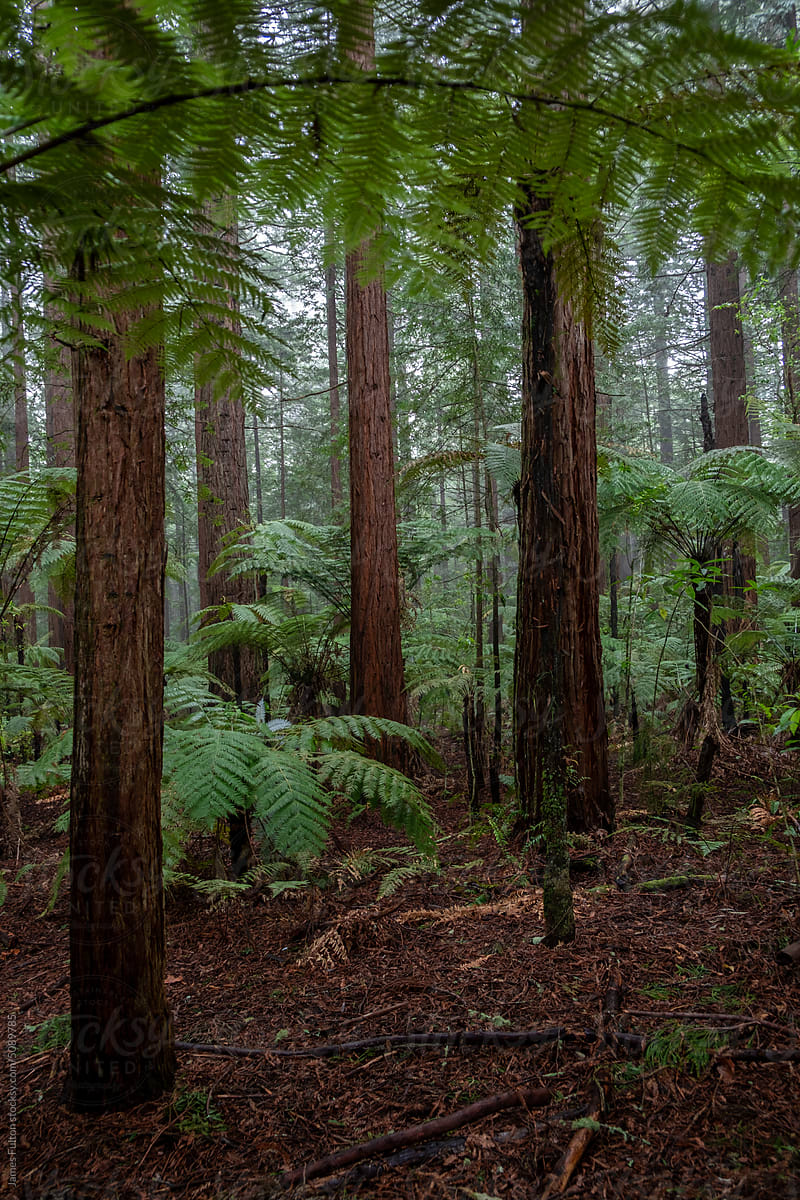 Moody Redwoods in New Zealand