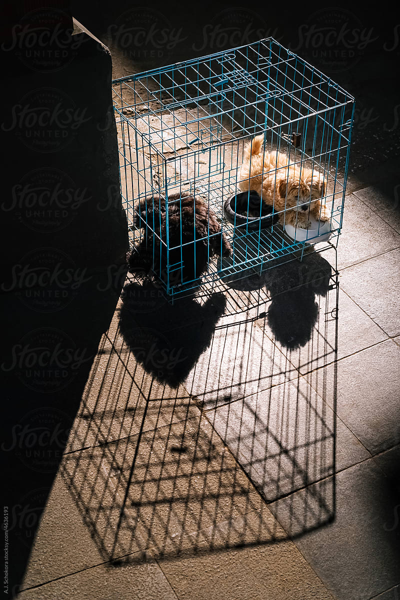 Puppies in Cage