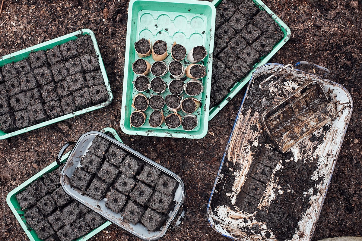 Trays with pressed soil cubes ready for sowing transplants