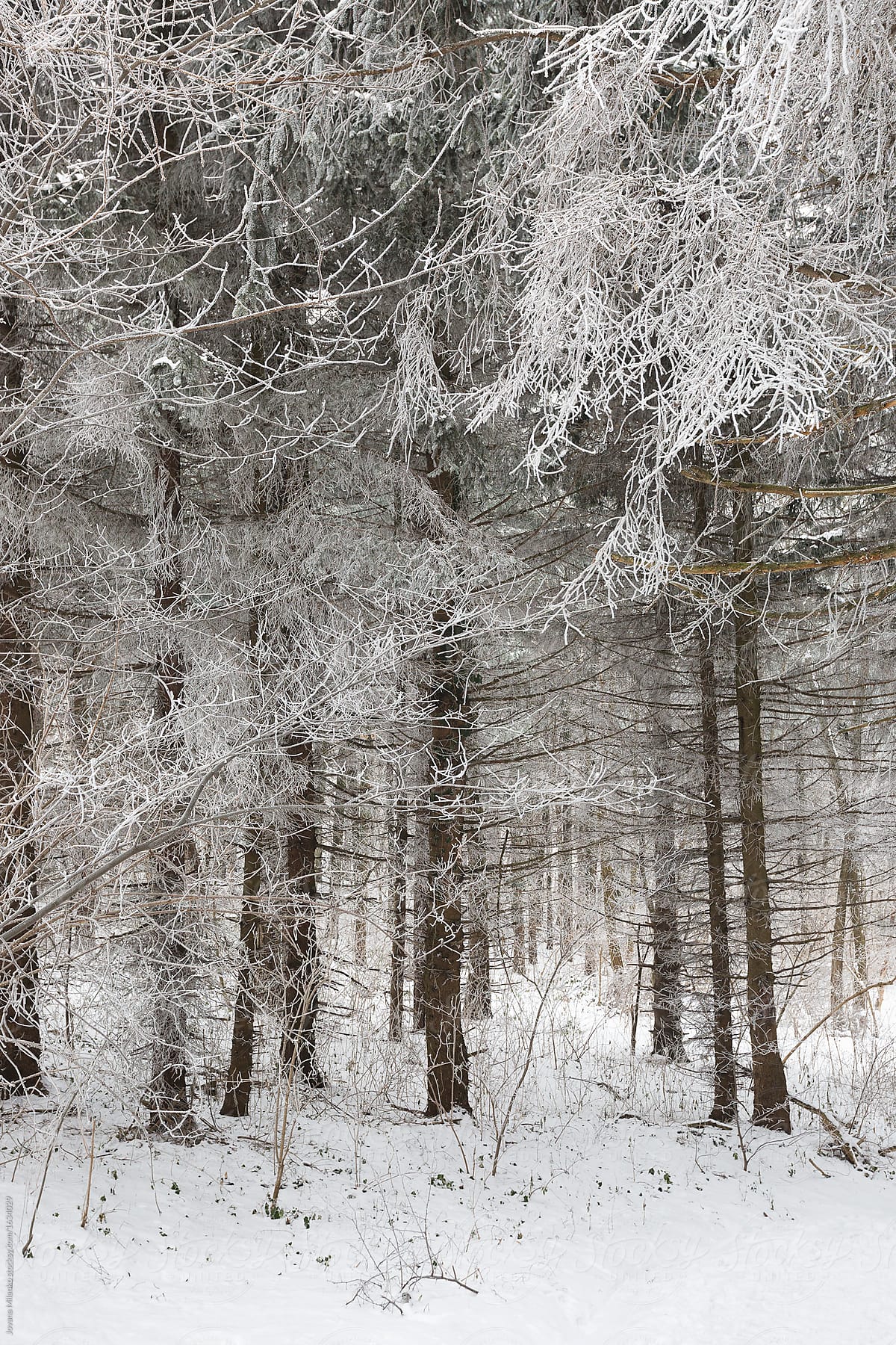 Forest frozen and covered in snow in the wintertime