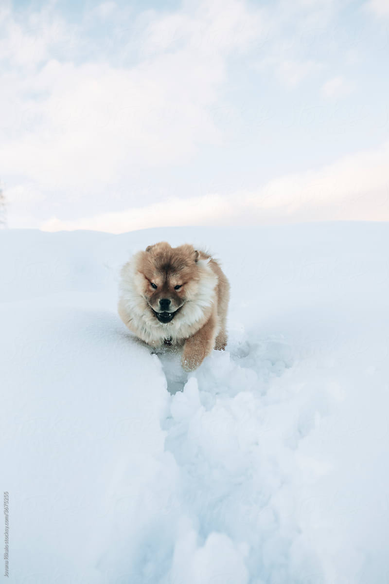 Chow chow dog enjoying the snow