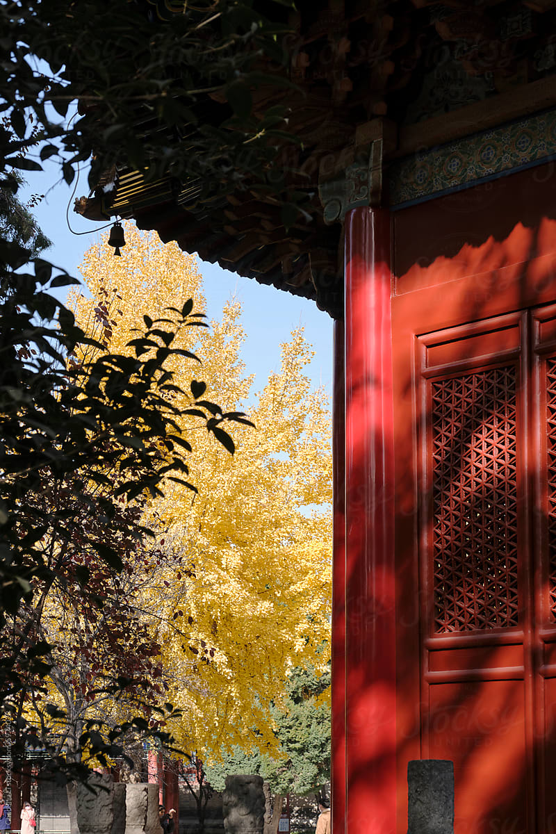 Traditional Chinese style loft building and ginkgo leaves background