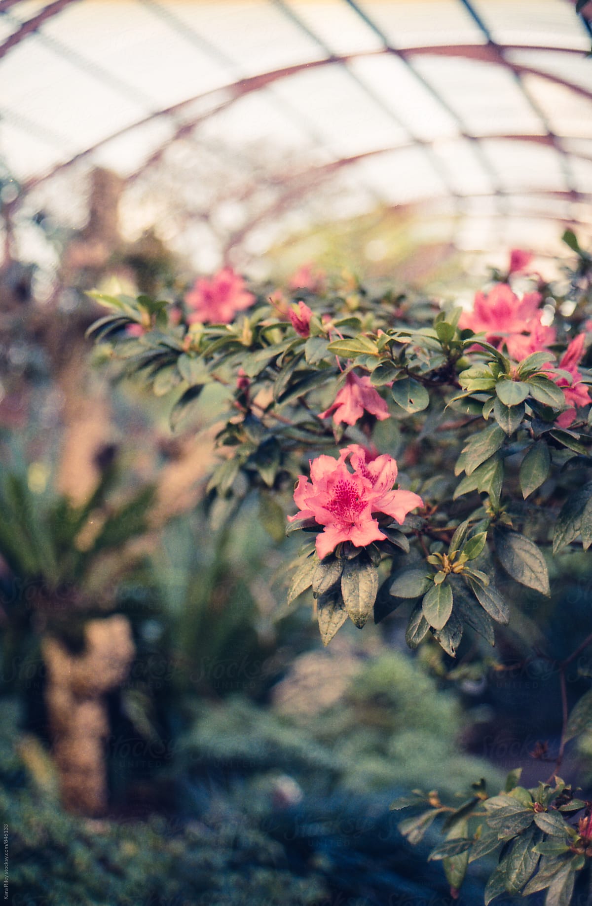 Bright pink flowers in a conservatory
