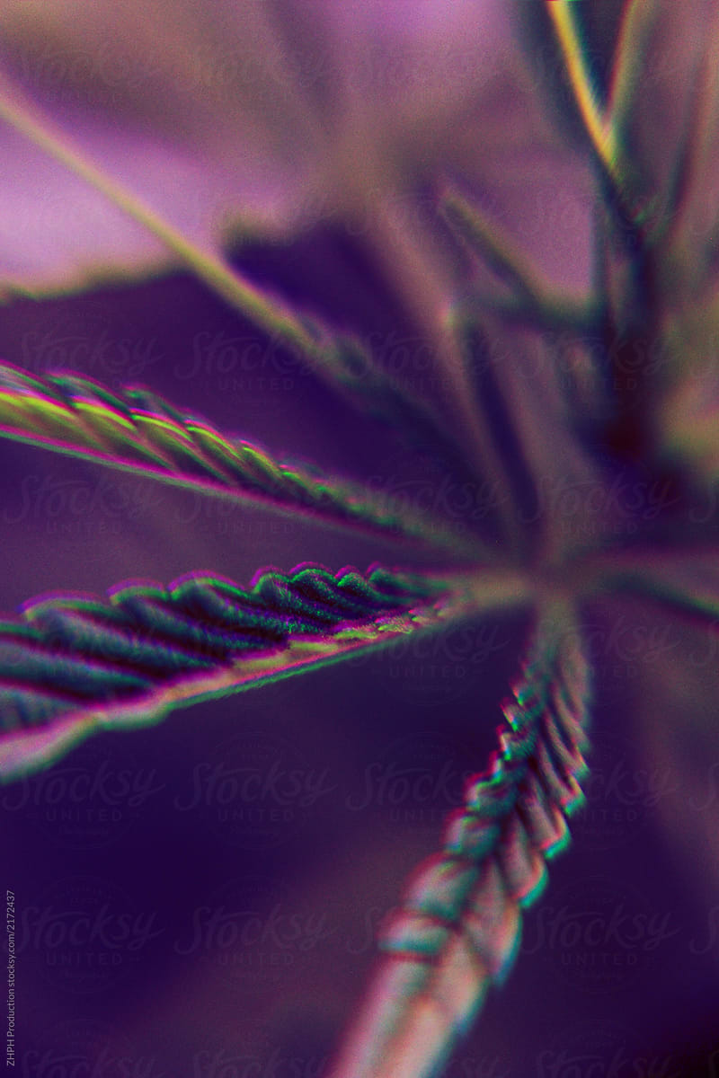 Trippy cannabis marijuana plant closeup shot