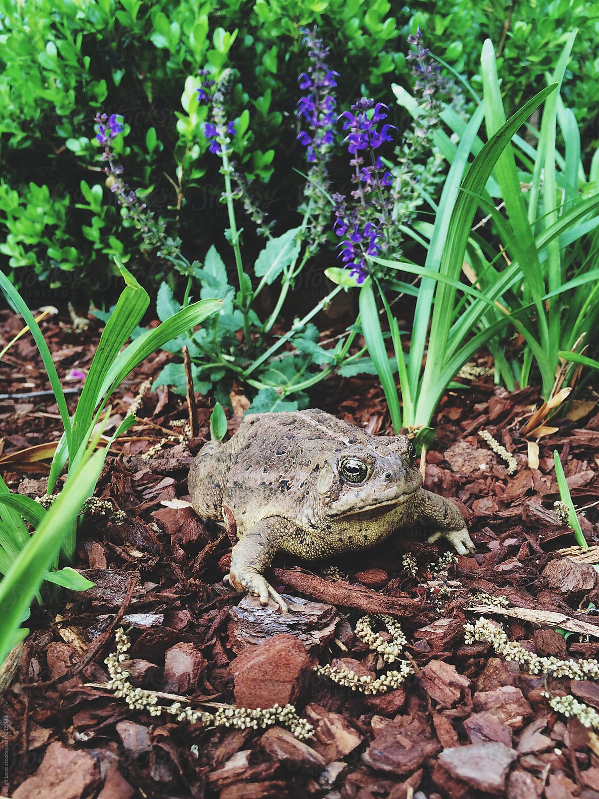 Fat Toad in a Garden