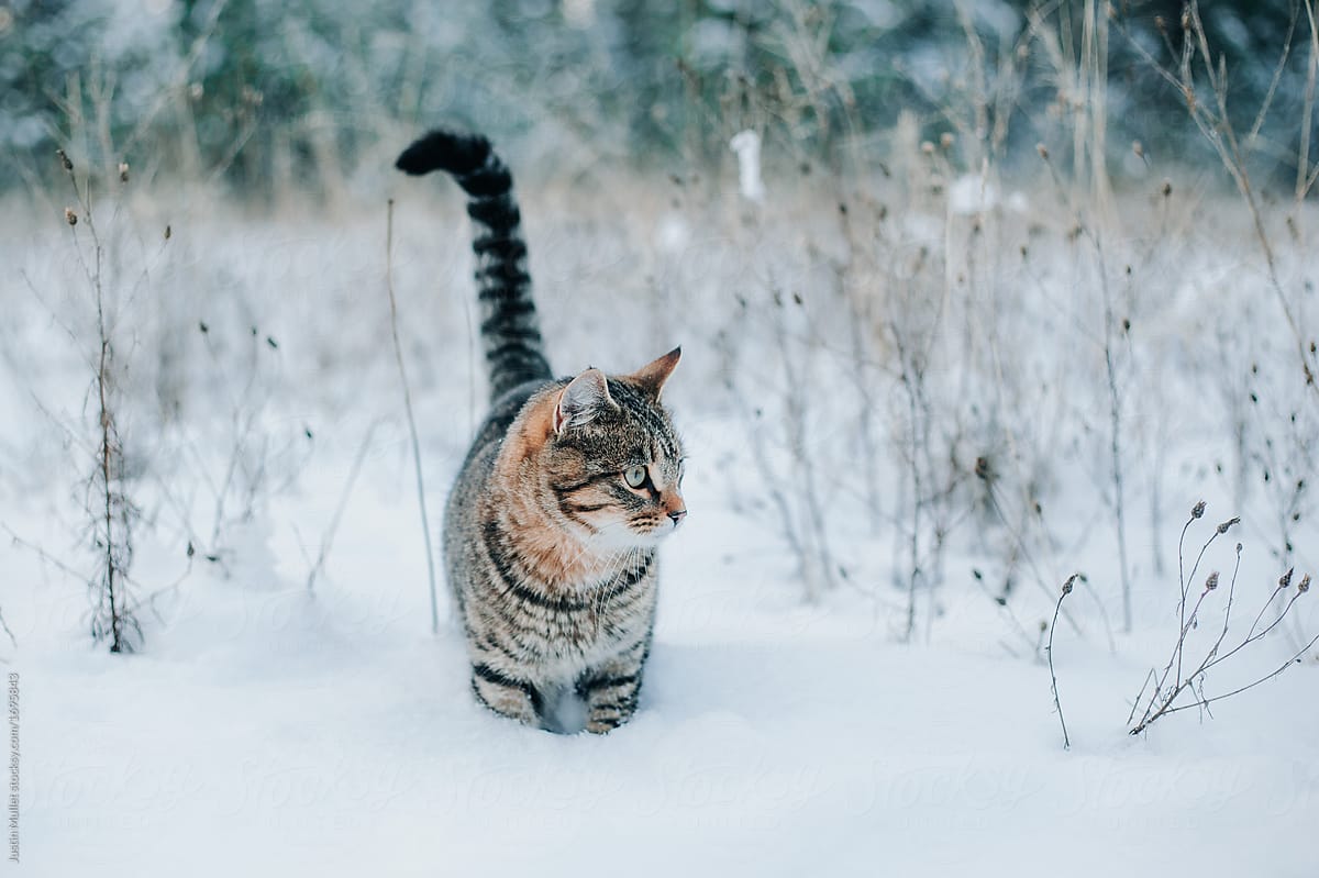 Striped cat walking through the snow