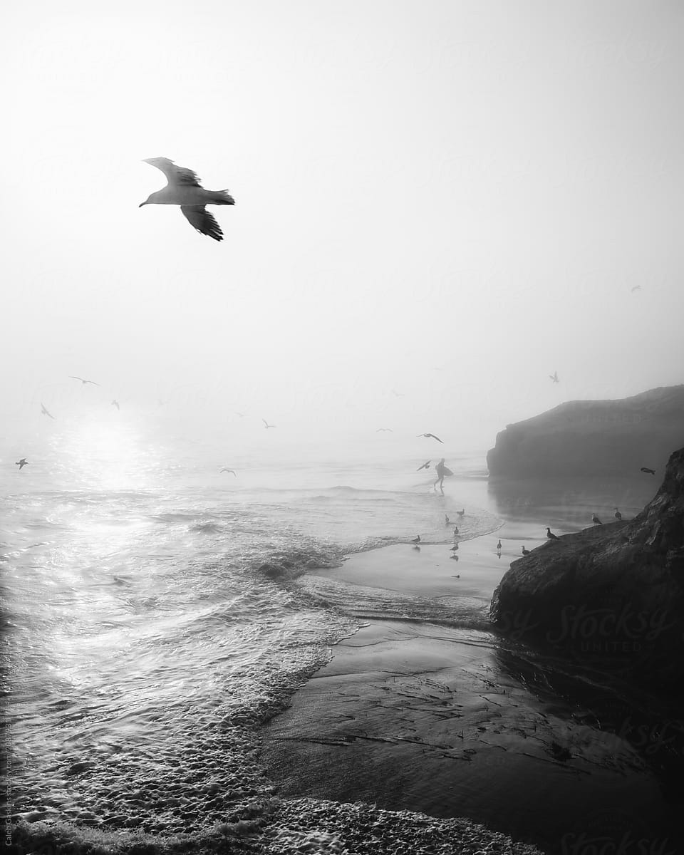 Foggy beach with birds flying