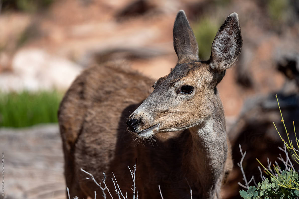 Wild Deer In Arches National Park