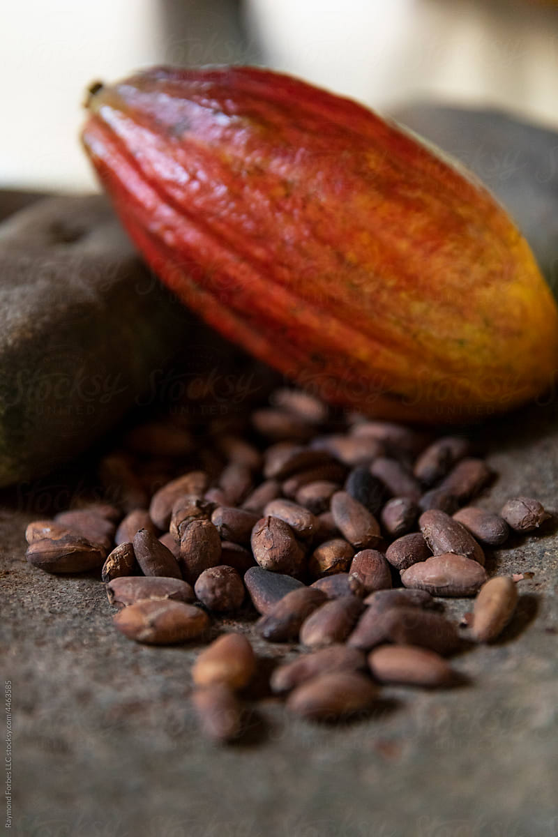 Colorful Cocoa Pod pod with cacao Seeds