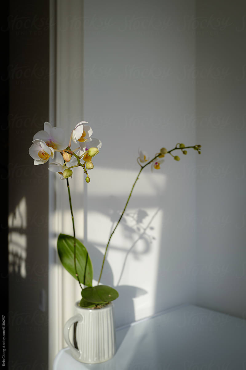 Tiny white phalaenopsis orchid