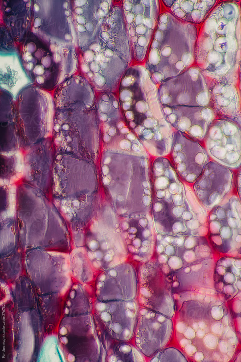 Cinnamon bark plant cells micrograph