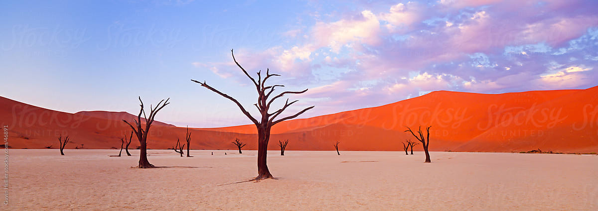Dead trees and orange sand dunes, Dead Vlei,  Sossusvlei dune field, Namib-Naukluft Park, Namib Desert, Namibia, Africa