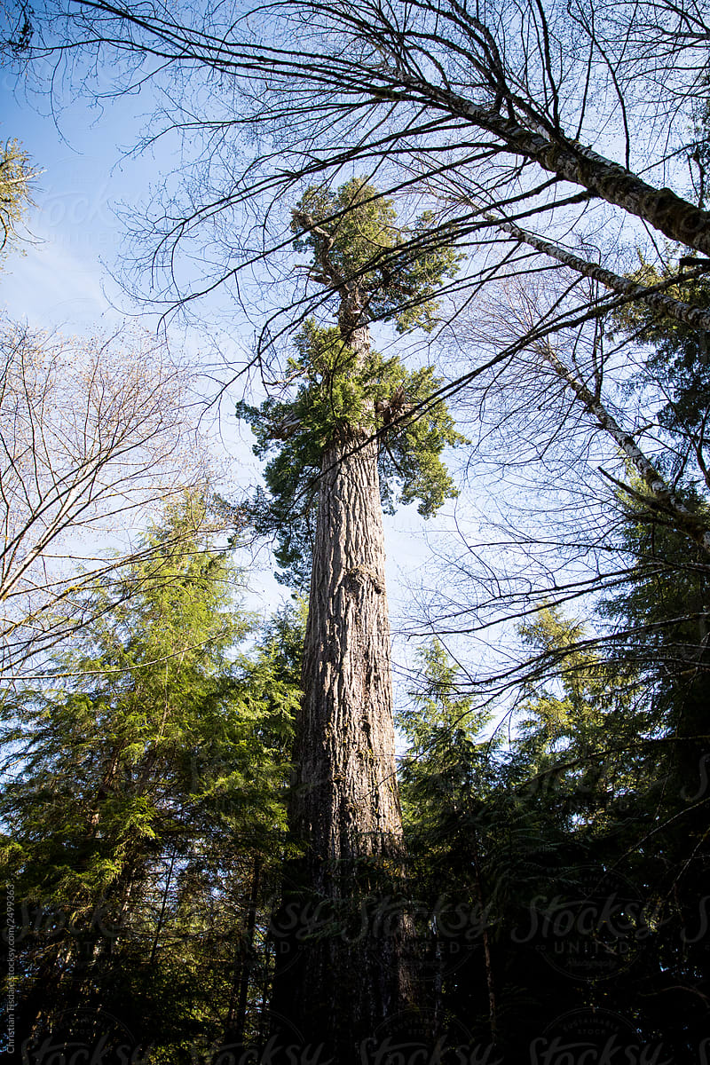 A photo looking up the largest douglas fir tree in the world