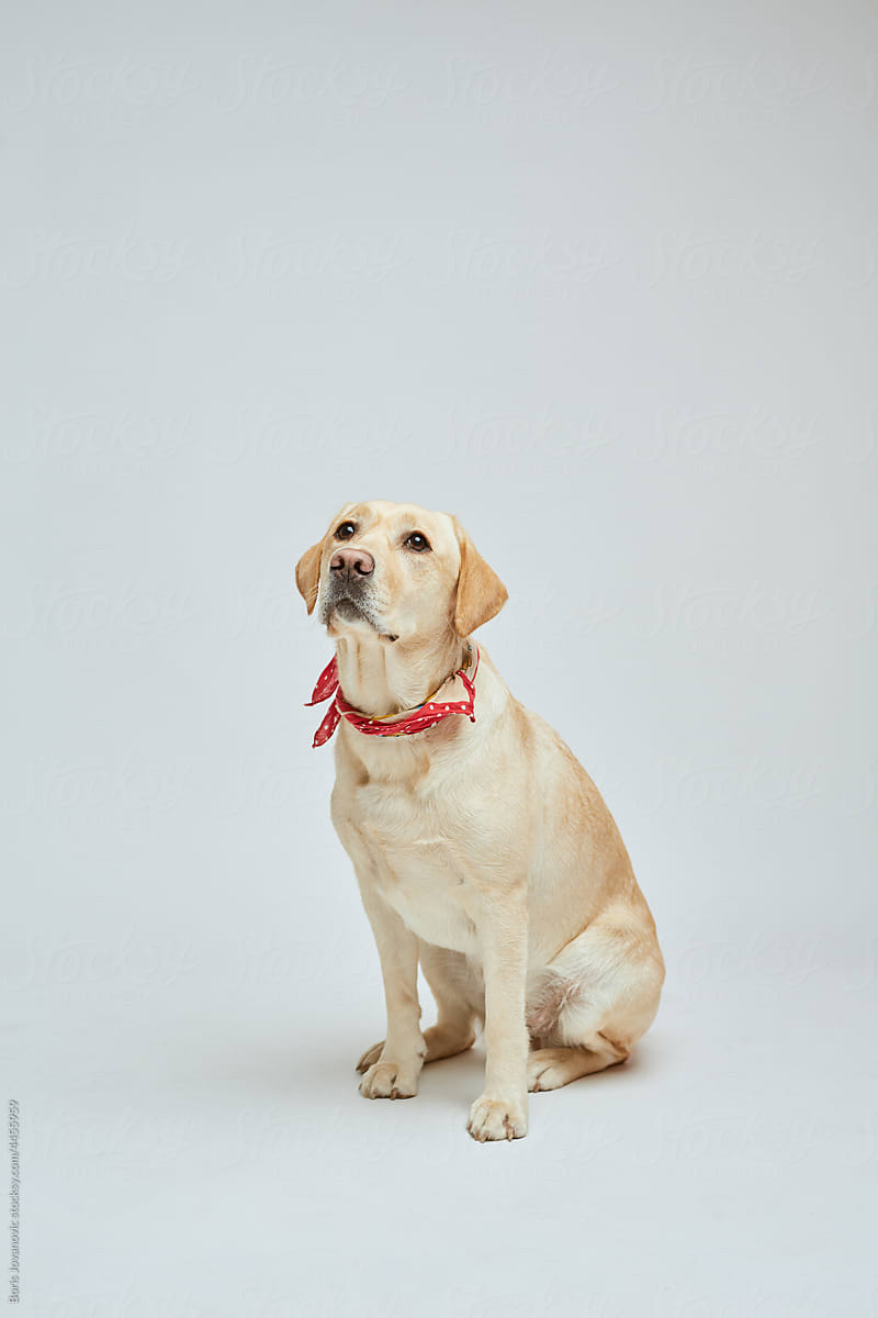 Labrador dog studio portrait