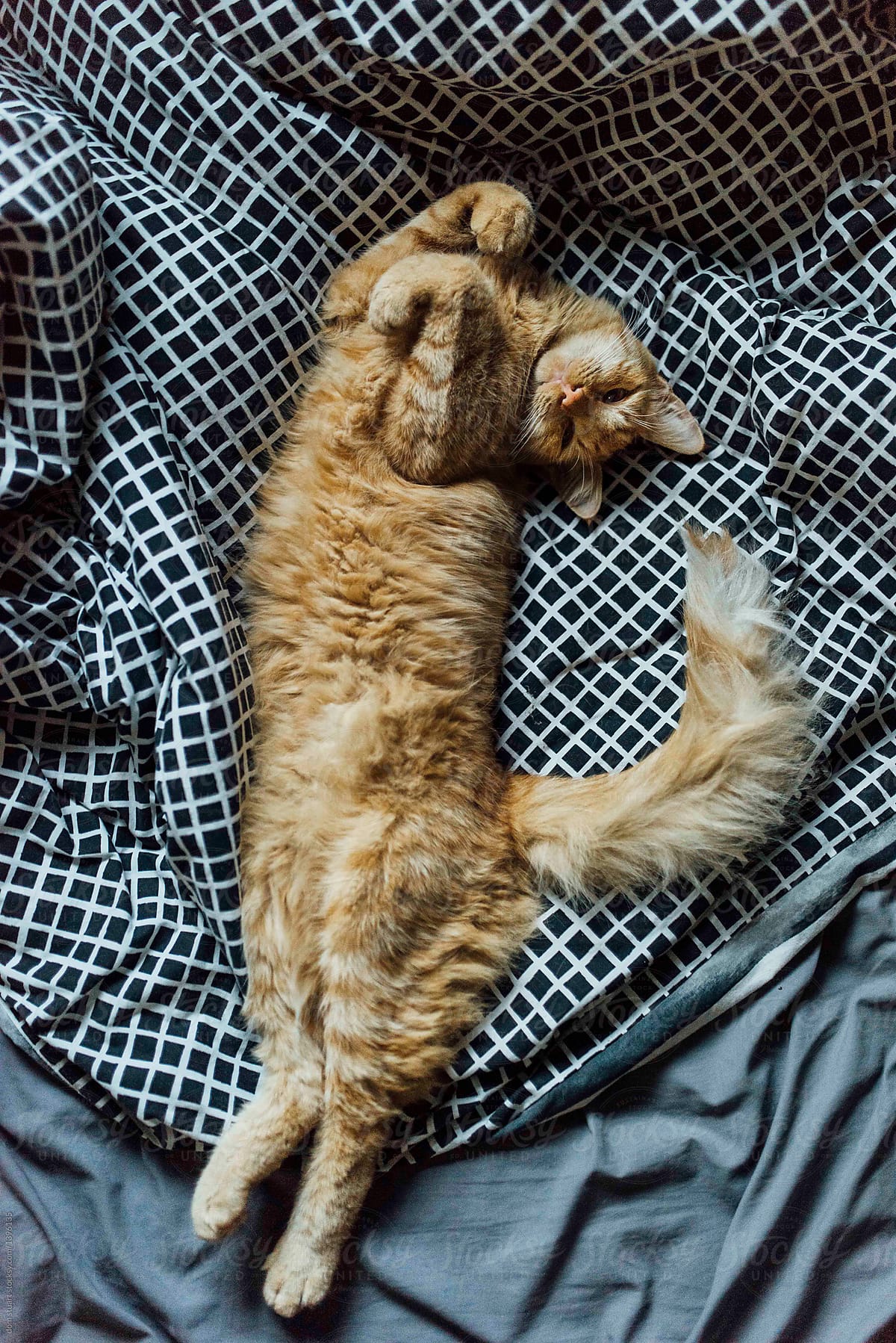Sleeping Tom Cat