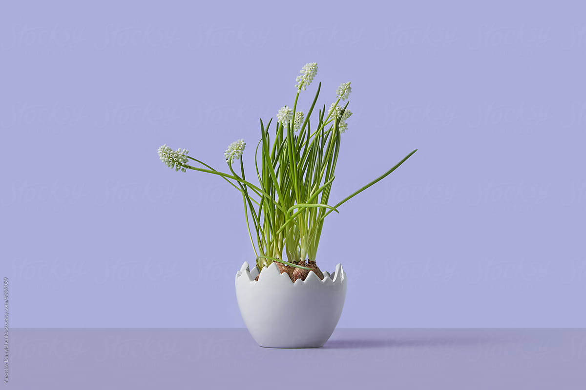 White hyacinth stems with visible onions sticking out from pot