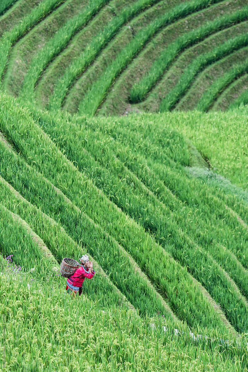 A Hmong woman walking in the terraced field