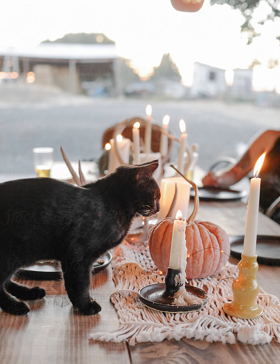 black kitten checks out fall table decorations