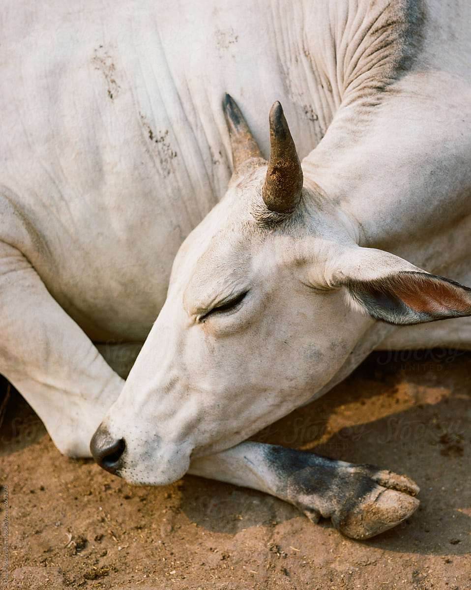 Portrait of a white cow in a village, India