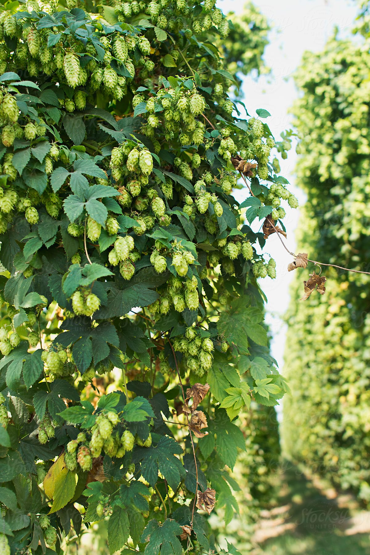 Rows of hop plants
