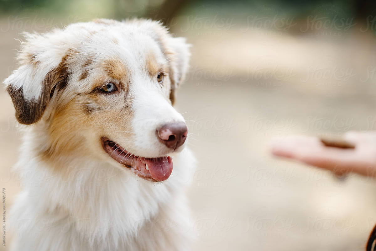 Portrait of beautiful domestic dog